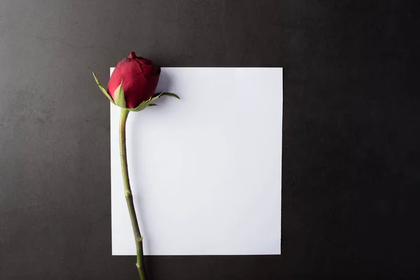 Rosa Roja Con Tarjeta Blanca — Foto de Stock