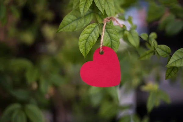 Hart Hangend Aan Takken — Stockfoto