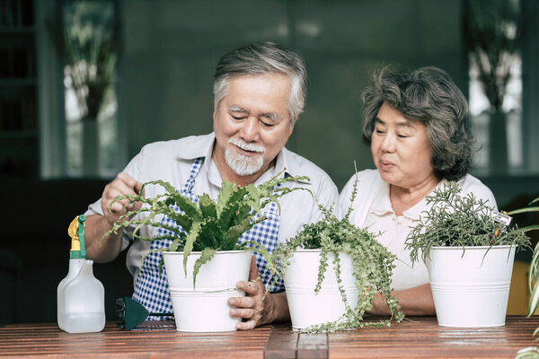 Elderly couples talking together and plant a trees in pots.