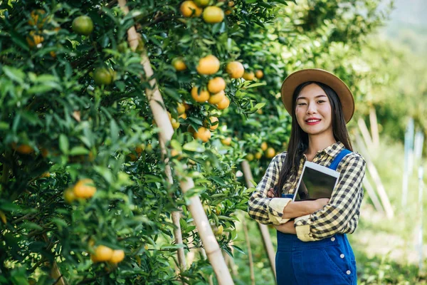 Kobieta Zbierająca Plantację Pomarańczy — Zdjęcie stockowe