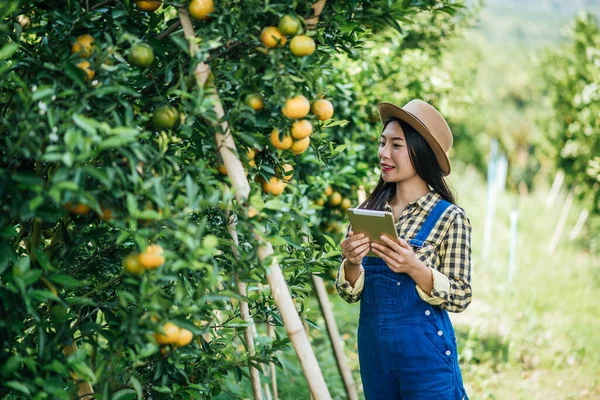 Kobieta Zbierająca Plantację Pomarańczy — Zdjęcie stockowe