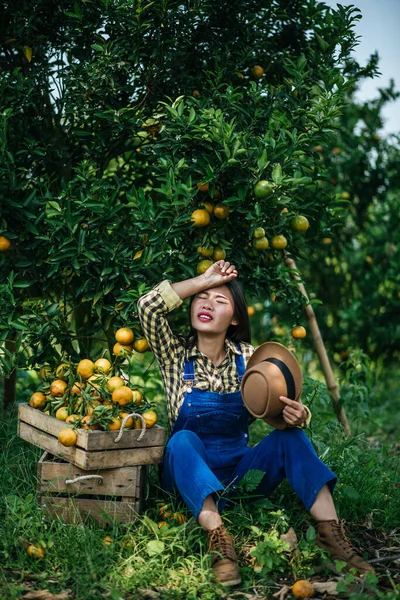 woman harvesting Orange plantation