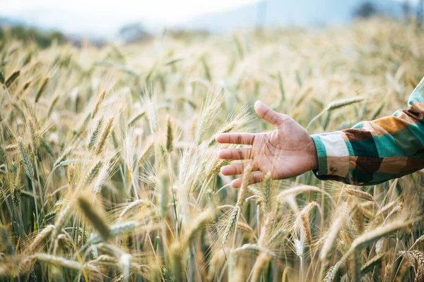 大麦の畑を持つハンサムな男の農家 — ストック写真