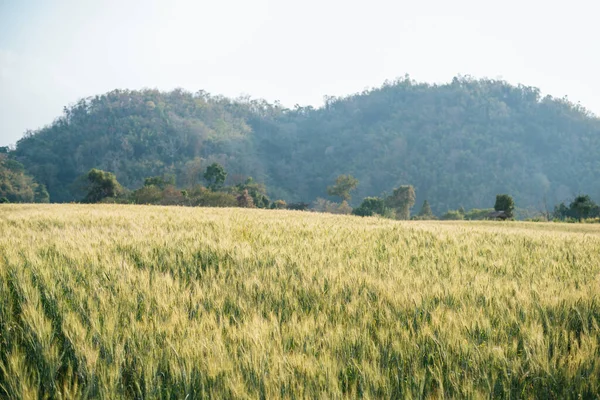 Campo Exploração Trigo — Fotografia de Stock