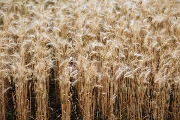 Buğday Tarlası — Stok fotoğraf