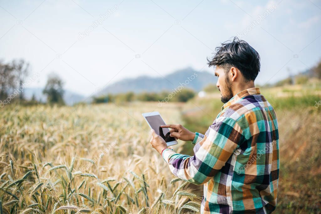 Smart farmer checking barley farm with tablet computer