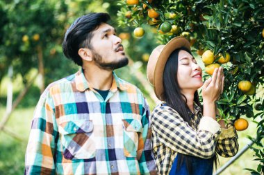 portakal ağacı tarlası çiftçi hasat portakal meyvesi topluyor
