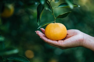 Portakal ağacında sallanan olgun portakallar.