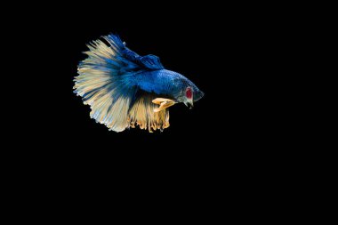 Siyam beta balığı dolu güzel bir renk. 