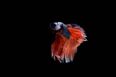 Siyam beta balığı dolu güzel bir renk. 