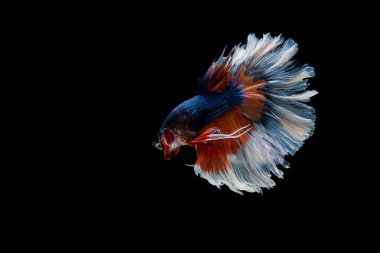 Siyam beta balığı dolu güzel bir renk. 