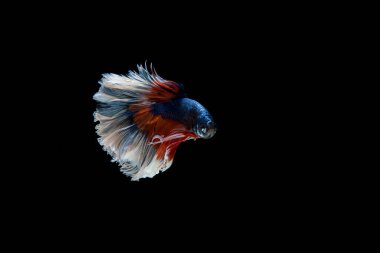 Siyam beta balığı dolu güzel bir renk. 