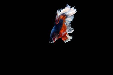 Siyam beta balığı dolu güzel bir renk. 