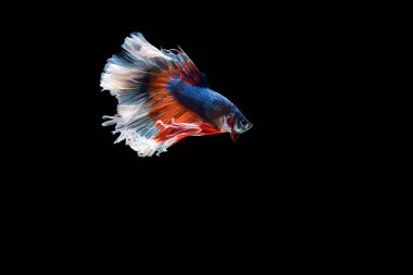Siyam beta balığı dolu güzel bir renk. 