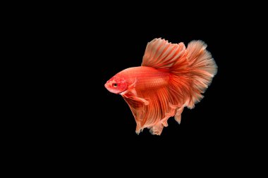 Siyam beta balığı dolu güzel bir renk. 