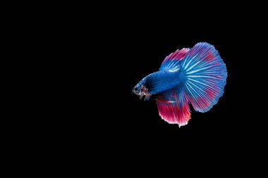 Siyam beta balığı dolu güzel bir renk. 
