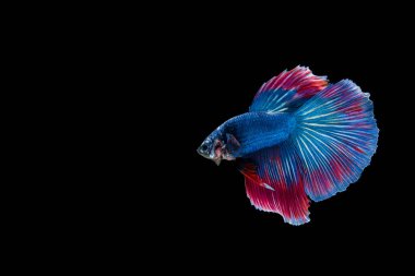 Siyam beta balığı dolu güzel bir renk. 