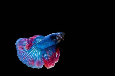 Siyam beta balığı dolu güzel bir renk. 