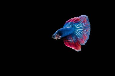 Siyam beta balığı dolu güzel bir renk. 