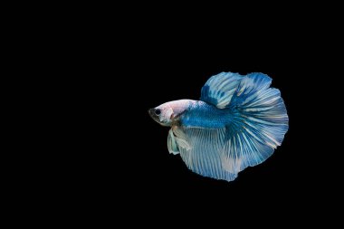 Siyam beta balığı dolu güzel bir renk. 