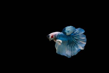 Siyam beta balığı dolu güzel bir renk. 