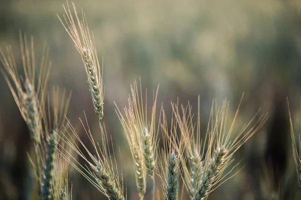 Field Wheat Farm — Stock Photo, Image