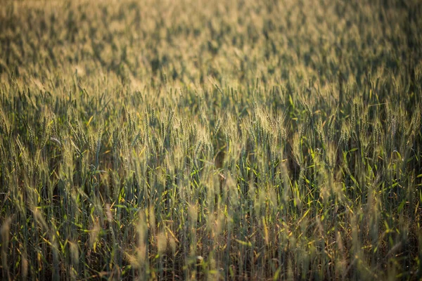 Field Wheat Farm — Stock Photo, Image