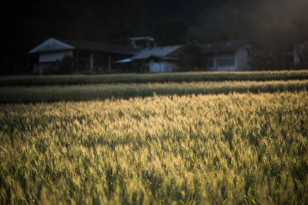 Field Wheat Farm — Stock Photo, Image