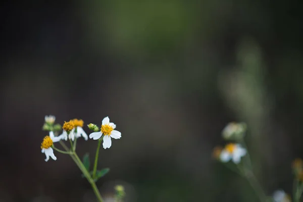 Pequena Flor Branca Floresta — Fotografia de Stock