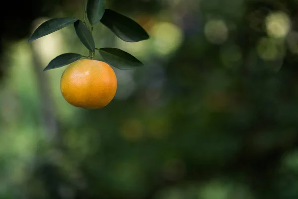 Portakal Ağacında Sallanan Olgun Portakallar — Stok fotoğraf