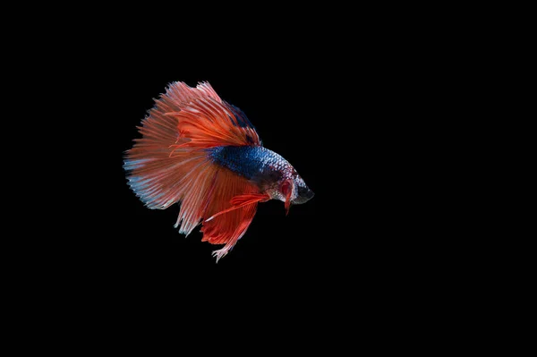 Belo Colorido Peixe Betta Siamês — Fotografia de Stock