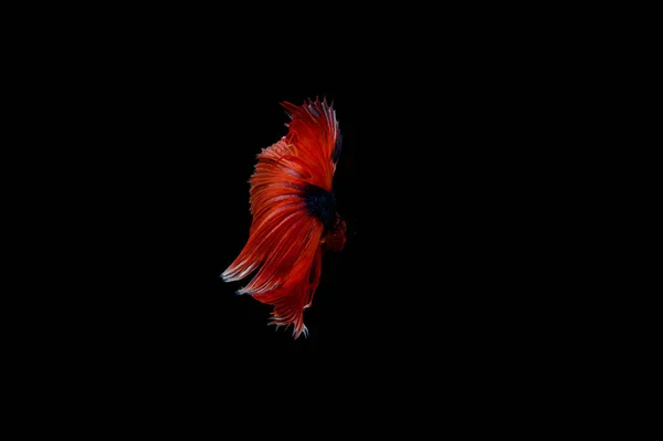 Beautiful Colorful Siamese Betta Fish — Stock Photo, Image