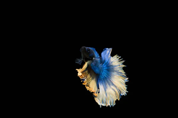 Prachtige Kleurrijke Siamese Betta Vis — Stockfoto