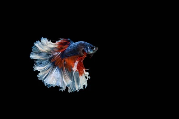 Bella Colorata Pesce Betta Siamese — Foto Stock