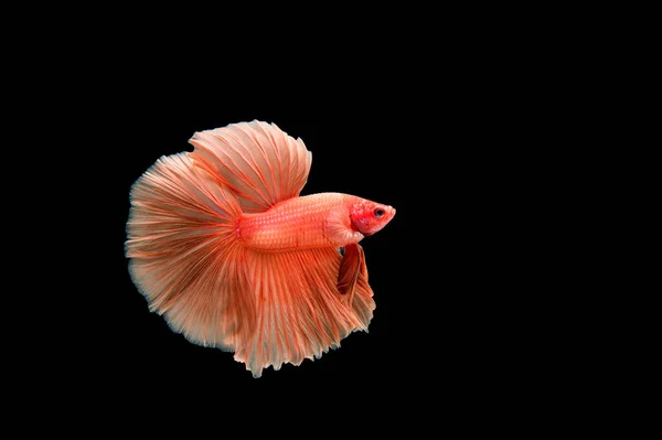 Beau Coloré Poisson Betta Siamois — Photo