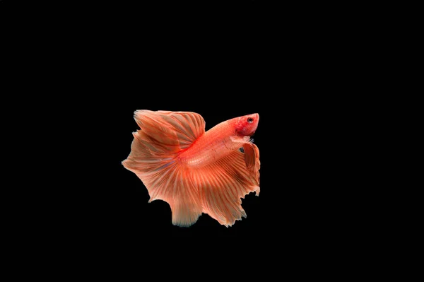 Beautiful Colorful Siamese Betta Fish — Stock Photo, Image