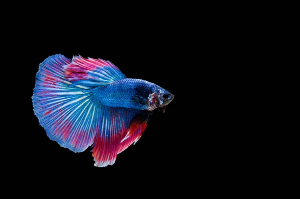 Hermoso Colorido Pez Betta Siamés — Foto de Stock