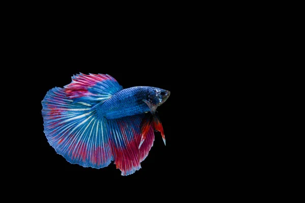 Прекрасная Разноцветная Сиамская Рыба Бетта — стоковое фото