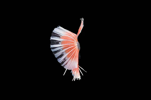 Beautiful Colorful Siamese Betta Fish — Stock Photo, Image