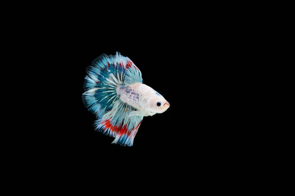 Belo Colorido Peixe Betta Siamês — Fotografia de Stock