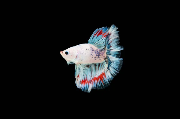 Belo Colorido Peixe Betta Siamês — Fotografia de Stock