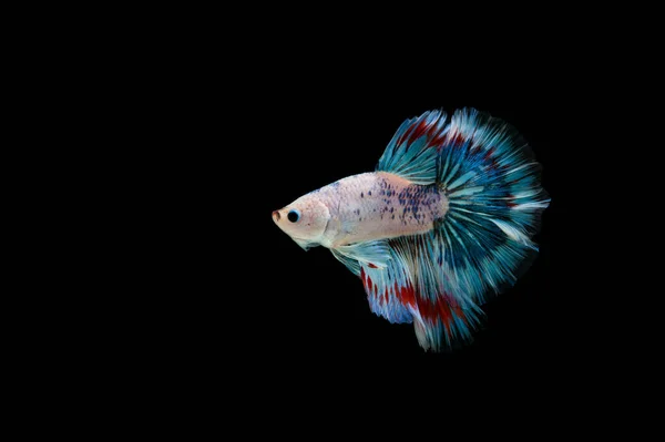 Belo Colorido Peixe Betta Siamês — Fotografia de Stock