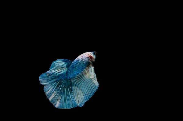 Hermoso Colorido Pez Betta Siamés — Foto de Stock