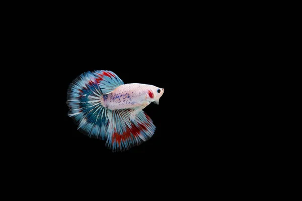 Belo Colorido Peixe Betta Siamês — Fotografia de Stock