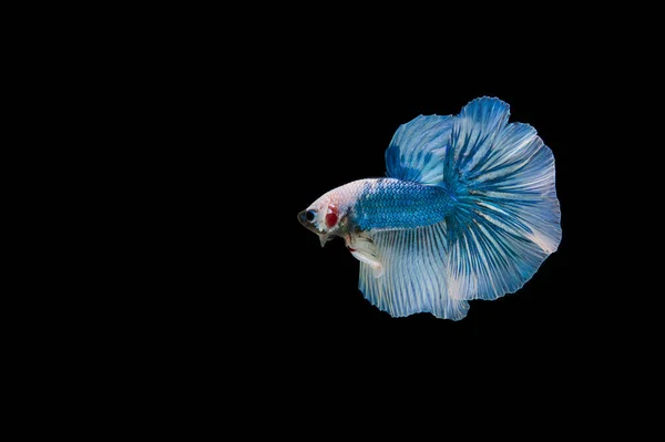 Bella Colorata Pesce Betta Siamese — Foto Stock