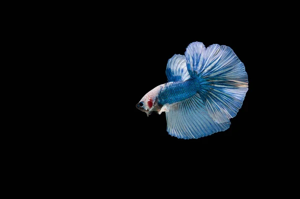 Beau Coloré Poisson Betta Siamois — Photo