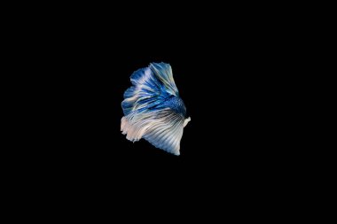 Siyam beta balığı dolu güzel bir renk. 