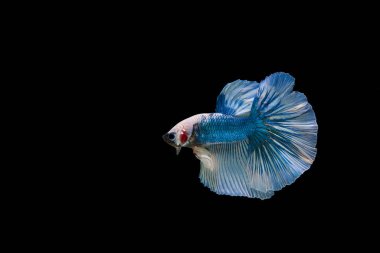 Siyam beta balığı dolu güzel bir renk. 