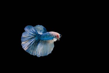 Siyam beta balığı dolu güzel bir renk. 