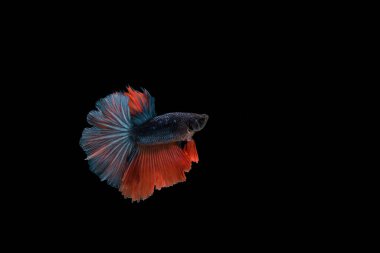 Siyam beta balığı dolu güzel bir renk. 